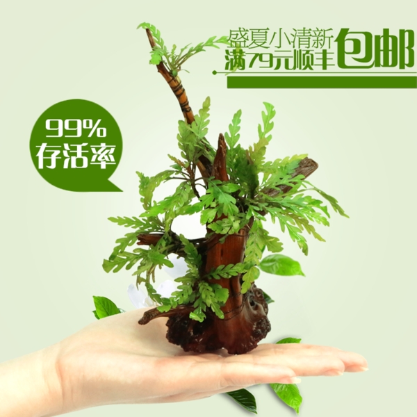 水草