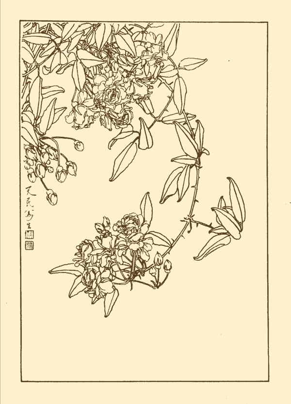 木香圖片