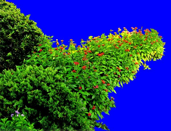 灌木植物贴图素材建筑装饰JPG1969