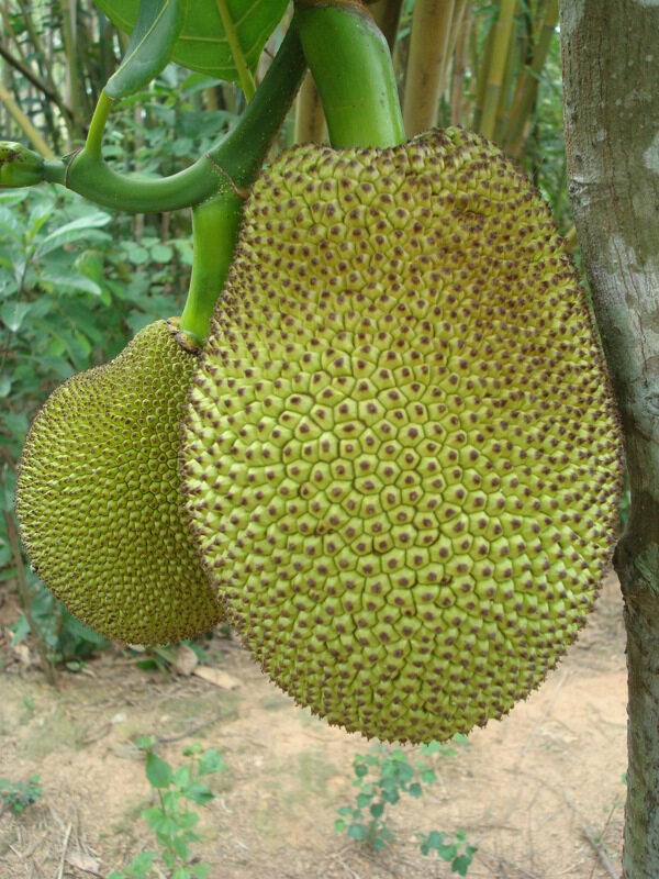 菠蘿蜜圖片