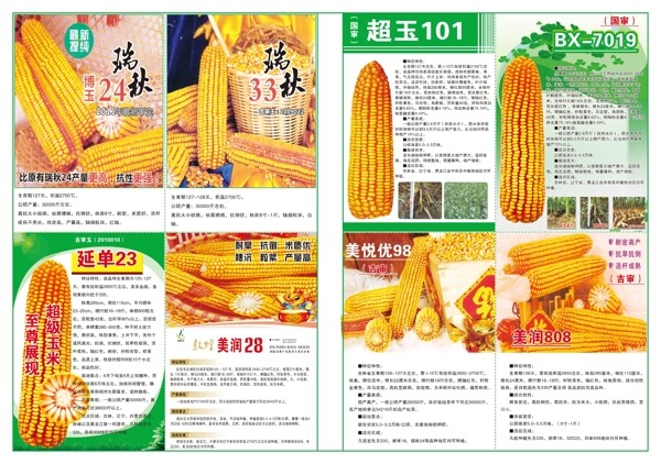 玉米種子報(bào)紙