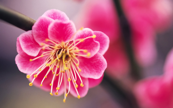 位圖植物圖案寫實(shí)花卉花朵野花免費(fèi)素材