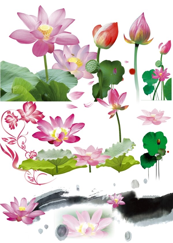 荷花圖片