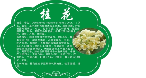 樹牌