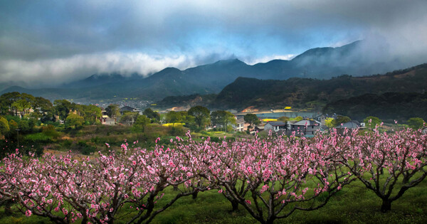 桃花盛开的村庄