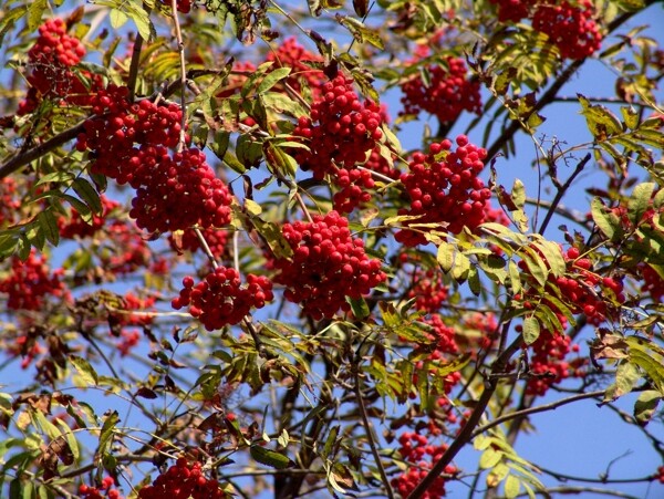 红色果子树图片