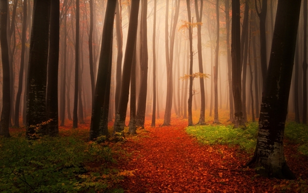 秋季森林图片素材下载