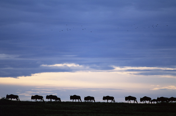 非洲野生动物牛群图片
