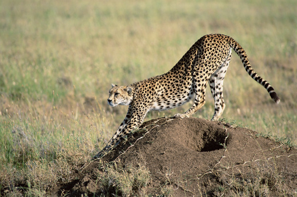 非洲野生动物豹子高清图图片