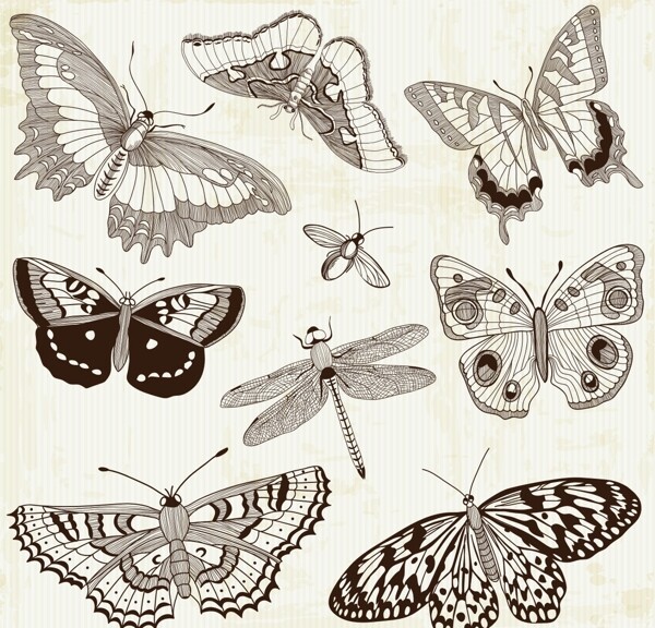 古典蝴蝶蜻蜓图片