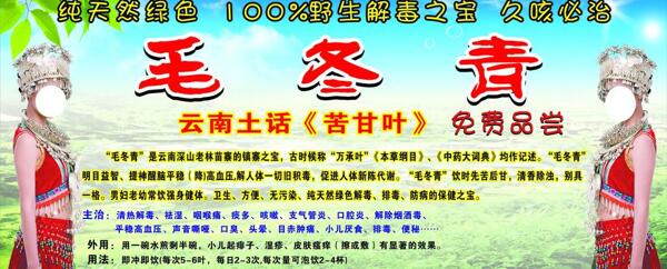 毛冬青圖片