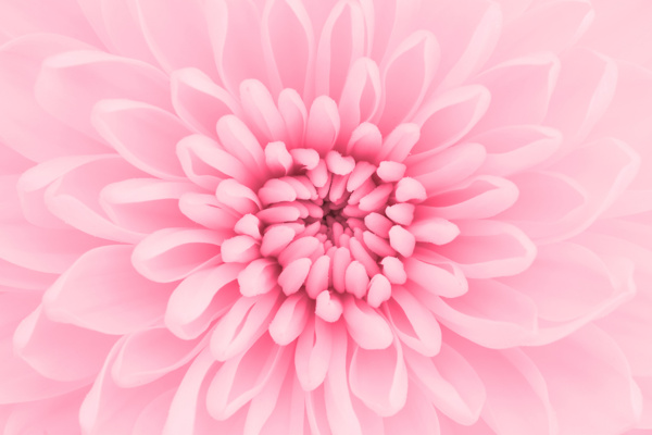粉色菊花圖片