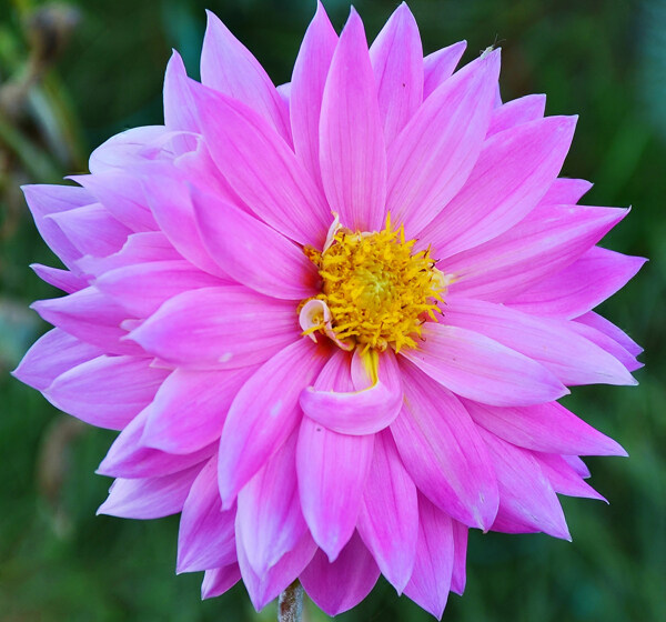 位圖植物攝影寫實(shí)花卉花朵數(shù)碼照片免費(fèi)素材