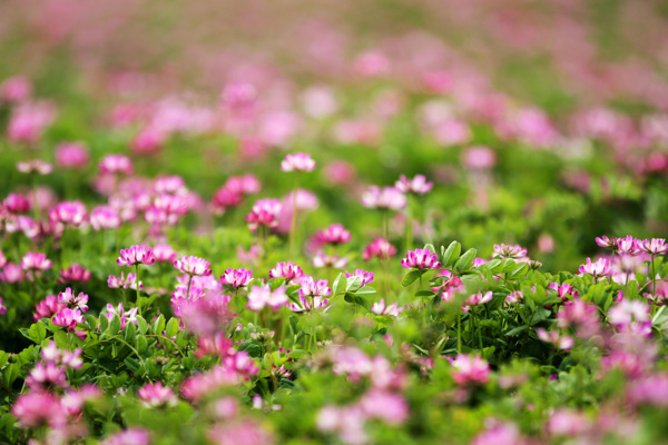 苕芍花圖片