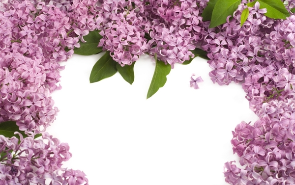 丁香花背景圖片