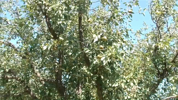 梨树视频素材