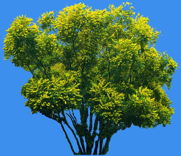 臺(tái)灣相思植物素材