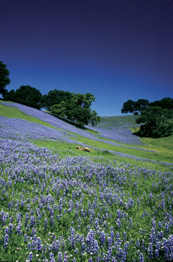 漫山遍野的紫色花风景图片