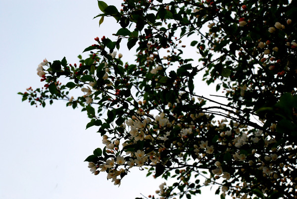 山丁子樹花圖片