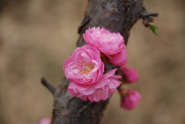 桃花