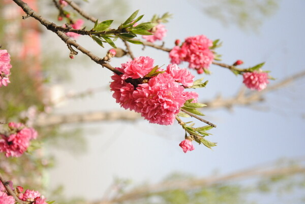 桃花圖片
