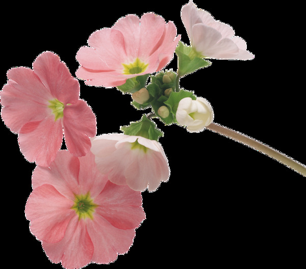 粉色花卉透明素材