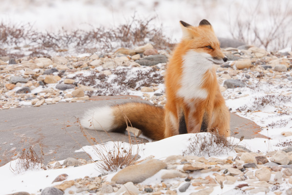 在雪3红狐狸