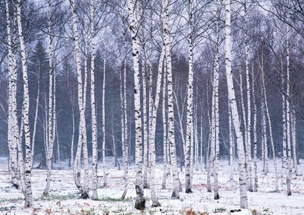 冬季树木图片