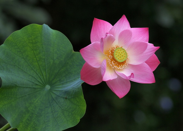 蓮花圖片