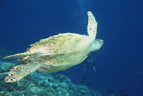 海龟海洋生物