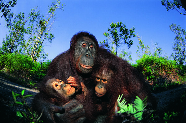 猩猩猴子猿猴图片