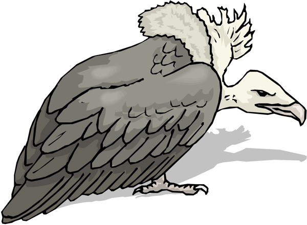 各種鳥(niǎo)類(lèi)鳥(niǎo)動(dòng)物矢量素材EPS格式1556