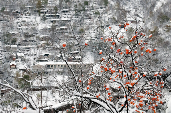 山村雪柿子圖片