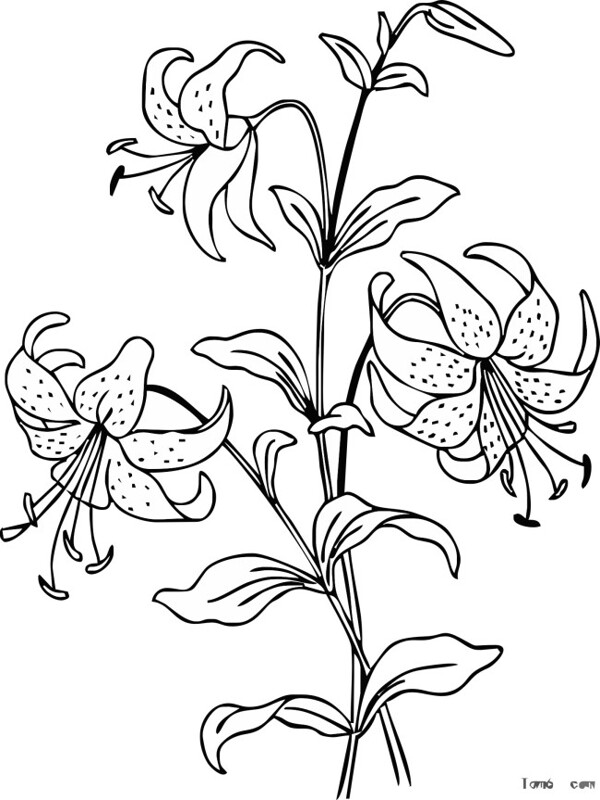無縫花紋