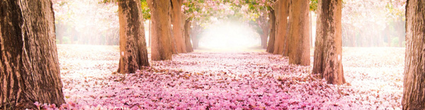 風(fēng)景背景banner