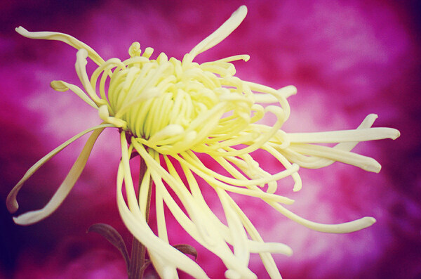 位图植物花朵写实花卉曼珠沙华免费素材