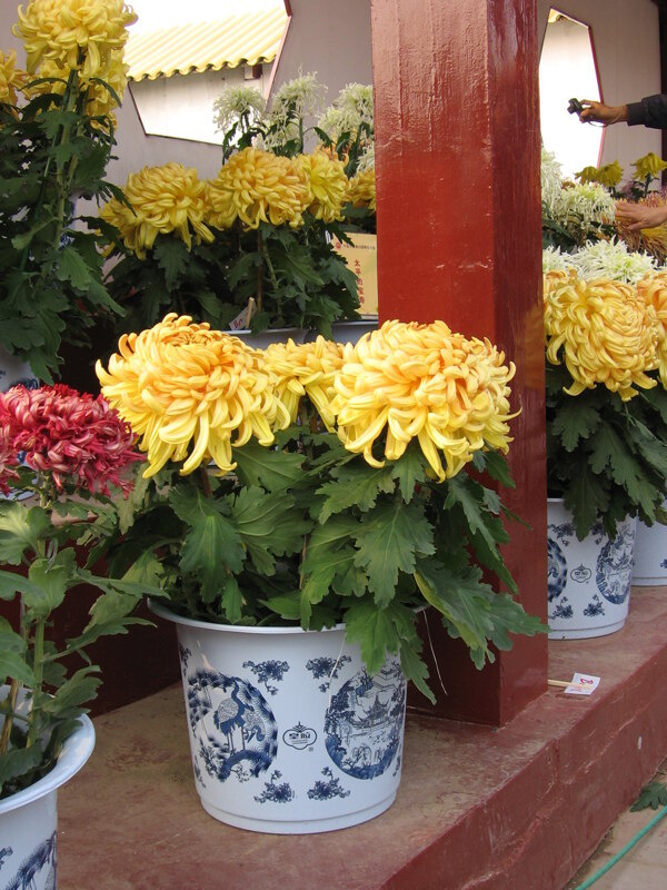 菊花圖片