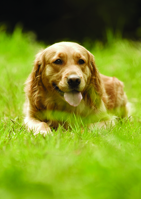名貴犬8
