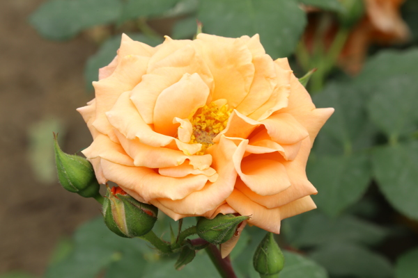 月季花