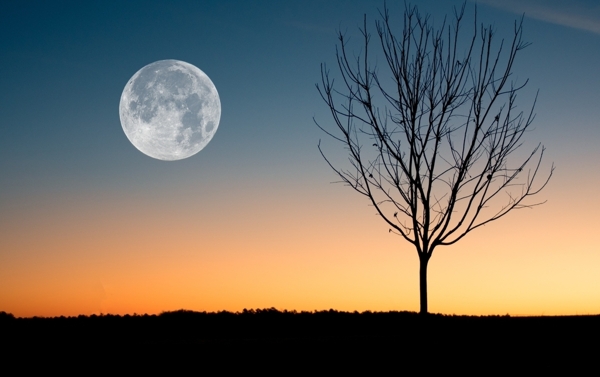 月亮树木