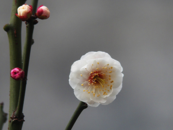 梅花