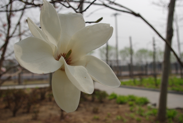 玉蘭花