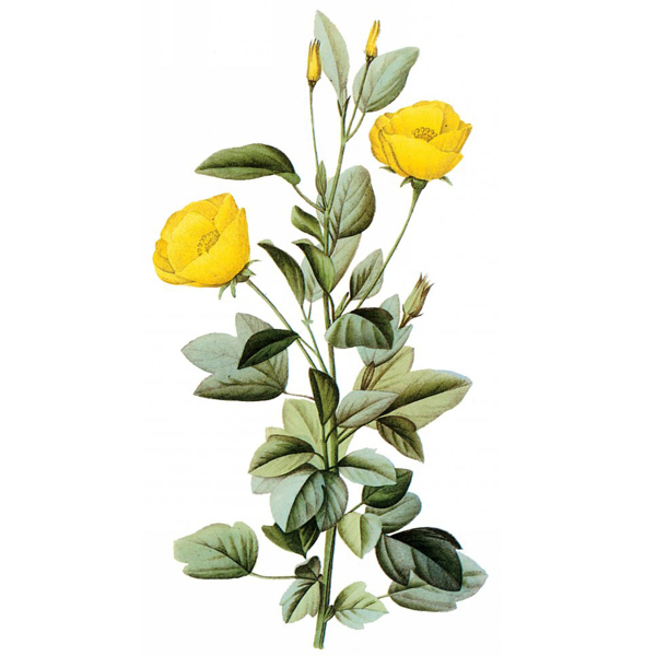 位圖藝術(shù)效果水彩花卉免費(fèi)素材