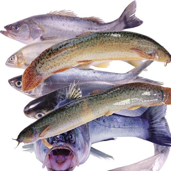 海魚(yú)