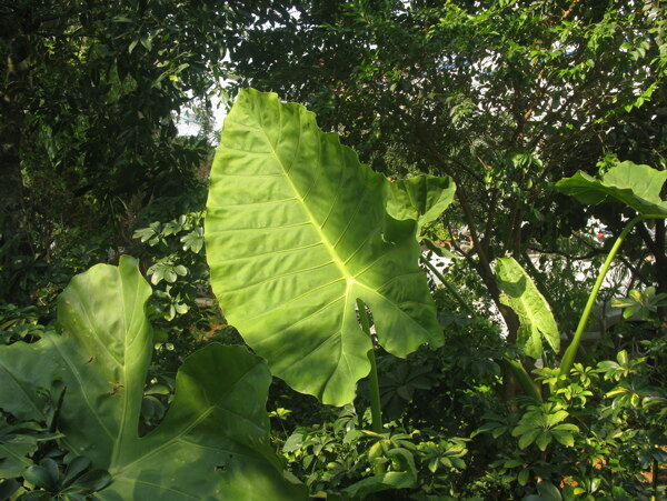 樹(shù)林小植物圖片