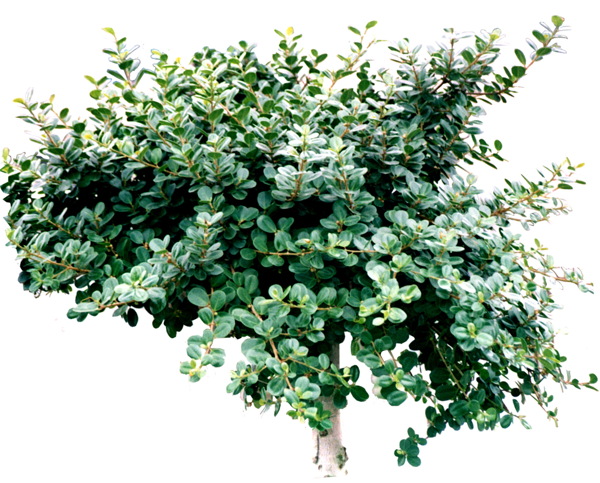 植物貼圖素材建筑裝飾JPG0291