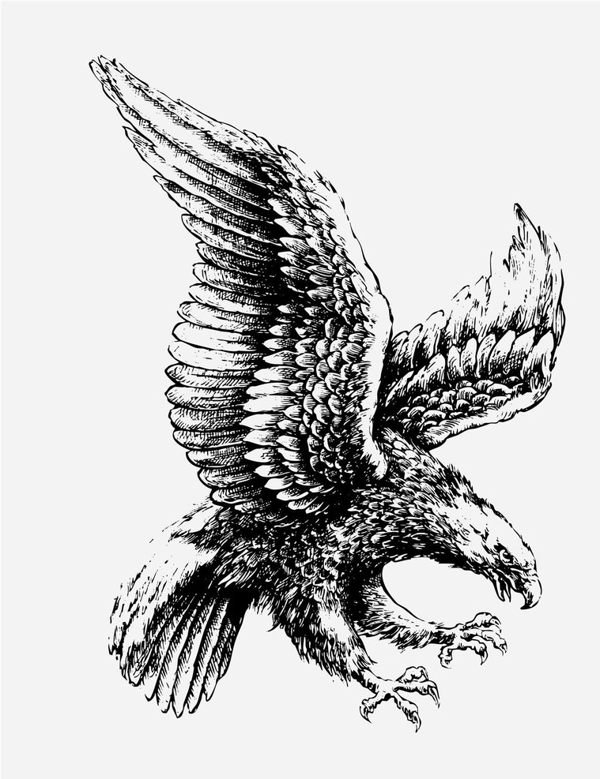 老鹰logo图标