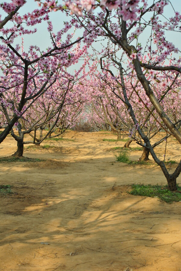 桃树林