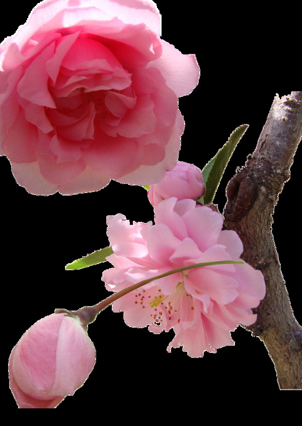 盛开的粉红色樱花花朵