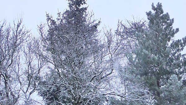 冬季白雪覆盖的树枝视频实拍素材